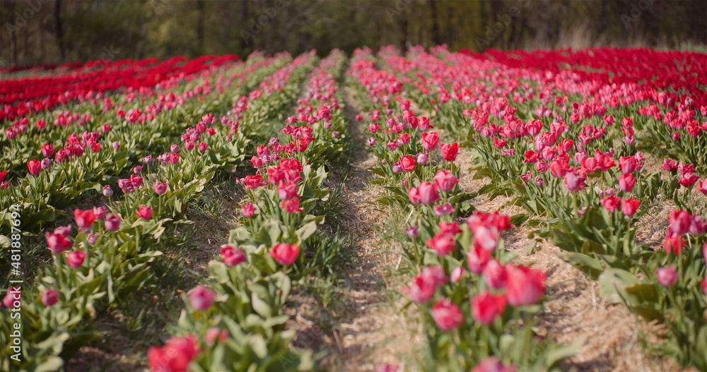 Beautiful Tulips Blooming on Flowers Plantation