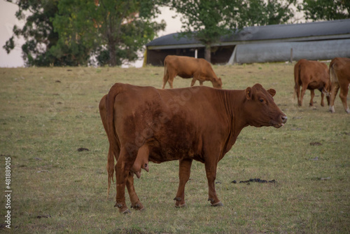 brown cow sticking out its tongue while eating in the field