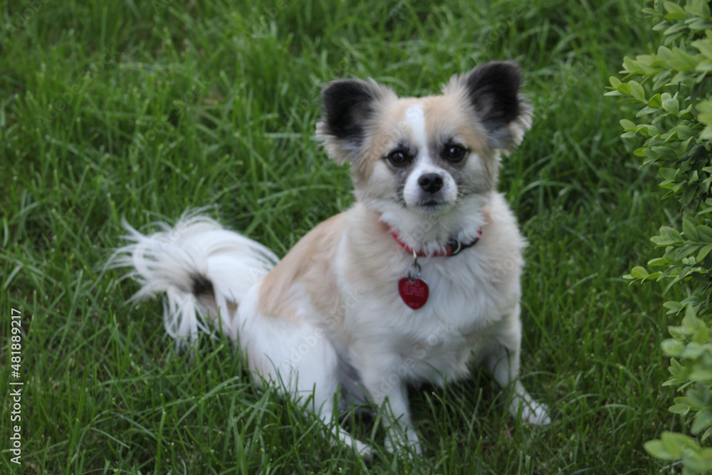 Cute Little White Dog on grass Cute Little White Dog on grass