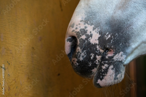 Detail of the snout of a spanish horse with rose skin spots because of vitiligo