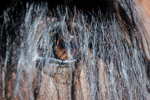 Close up up of the eye of a spanish horse photo