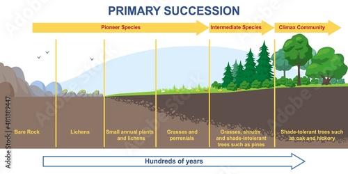 Primary succession and ecological growth process concept. Stages of formation of organic matter or flora. Infographics with timeline for books. From lowest to highest. Cartoon flat vector illustration photo