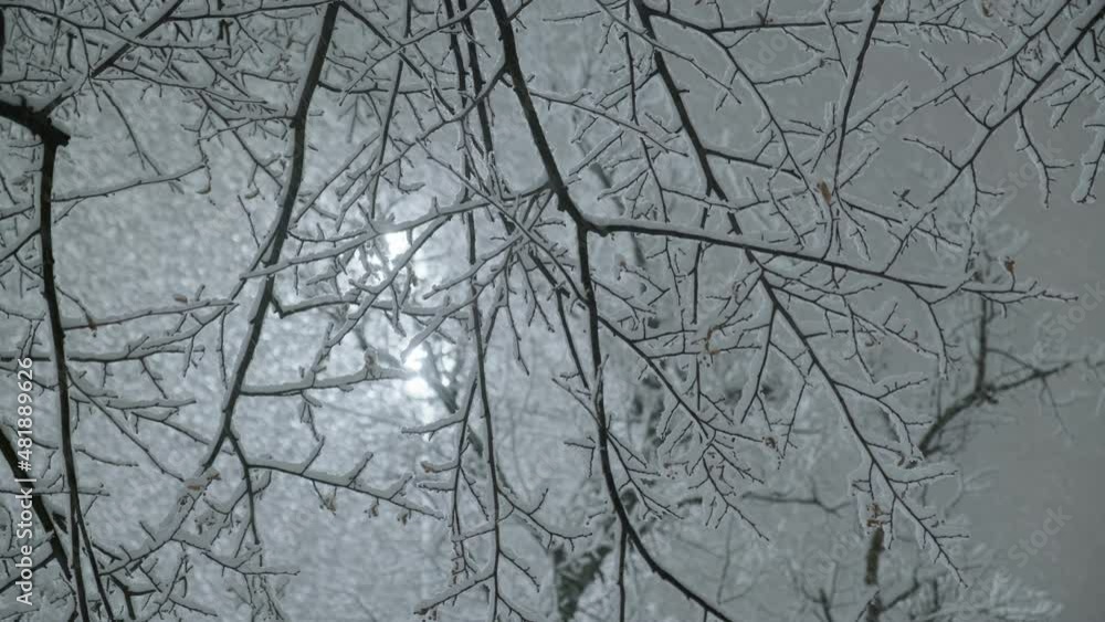 The heavy snowfall in the night in Helsinki, Finland. Snow-covered trees. The heavy snowfall in the night in Helsinki, Finland. Snow-covered trees.