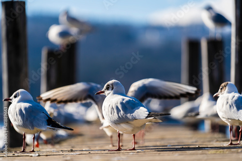 Tableau sur toile Lachmöwe im Schlichtkleid geniessen die Sonne am Steg in Greifensee, Bezirk Uster, Kanton Zürich, Schweiz