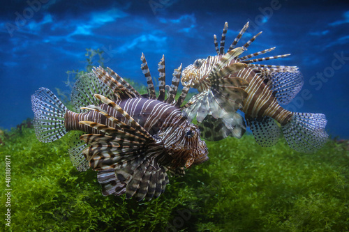 Lionfish  dendrochirus zebra   fish in an aquarium  blurred background 