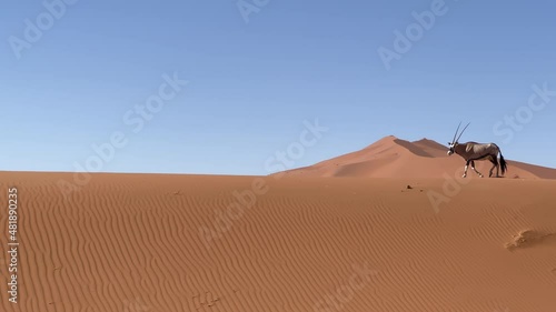 Oryx antelope in the wild desert. Safari in Africa, African savannah wildlife.