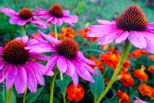 Blooming bright pink echinacea flowers with petals. Echinacea purpurea flowers for publication  design  poster  calendar  post  screensaver  wallpaper  postcard  banner  cover  card  website