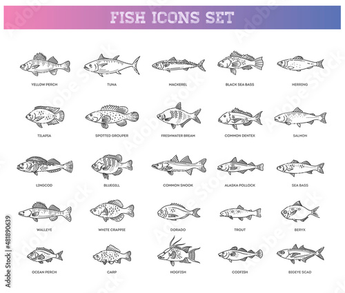 Large set of fish. Types marine, ocean fish and Freshwater fish