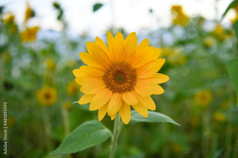 Fototapeta premium sunflower close up in the sunflower field