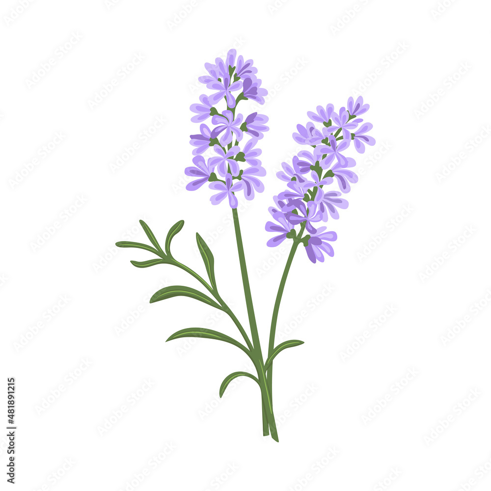 Hand drawn vector illustration of violet lavender flowers Hand drawn vector illustration of violet lavender flowers