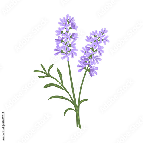 Hand drawn vector illustration of  violet lavender flowers