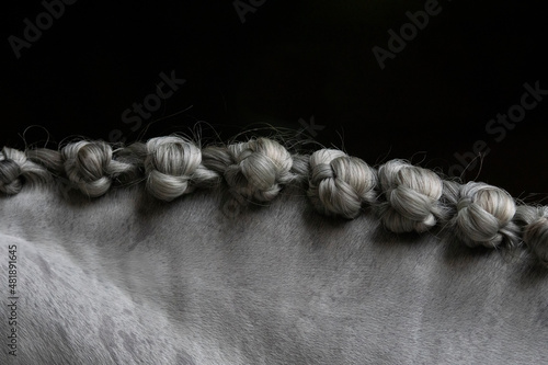 Detail of the neck with bottom braids of a grey Spanish horse before competing