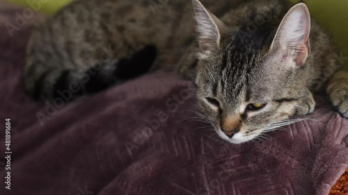 a sleeping cat opens and closes its eyes.
