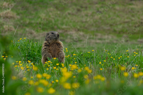 Murmeltier auf der Lichtung zwischen Gras und gelben Blüten