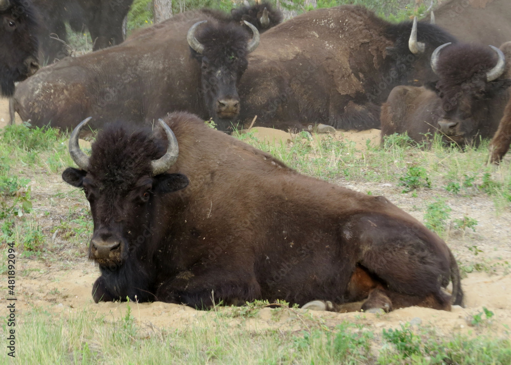 Northwest Territories American Bison Bull
