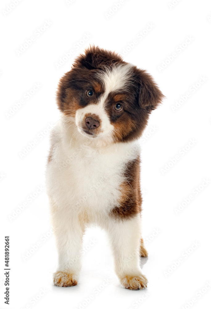 Miniature American Shepherd