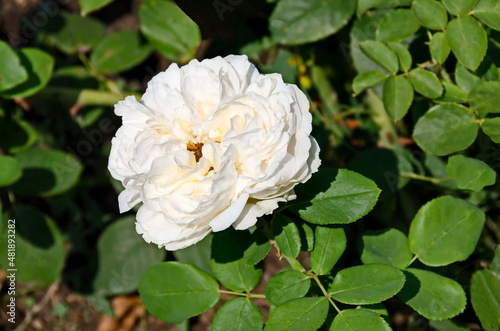 A view of a white rose bush in bloom  Sofia  Bulgaria  