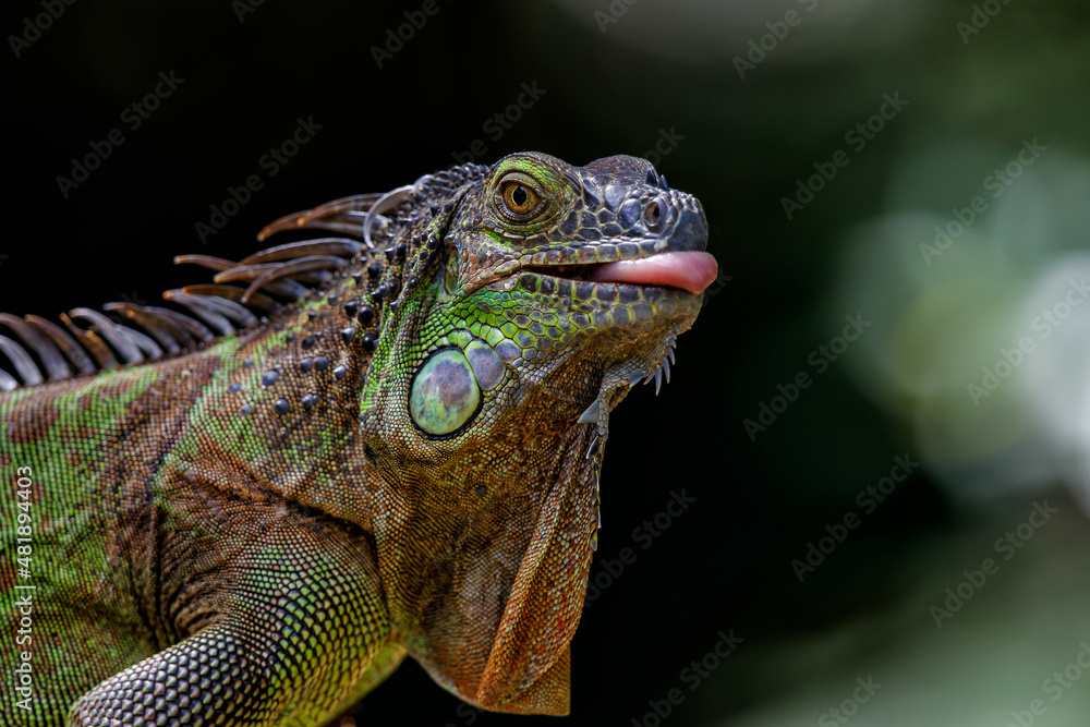 Obraz premium Green Iguana (Iguana iguana) trying to steal food and banana in northwest Costa Rica, Central America.
