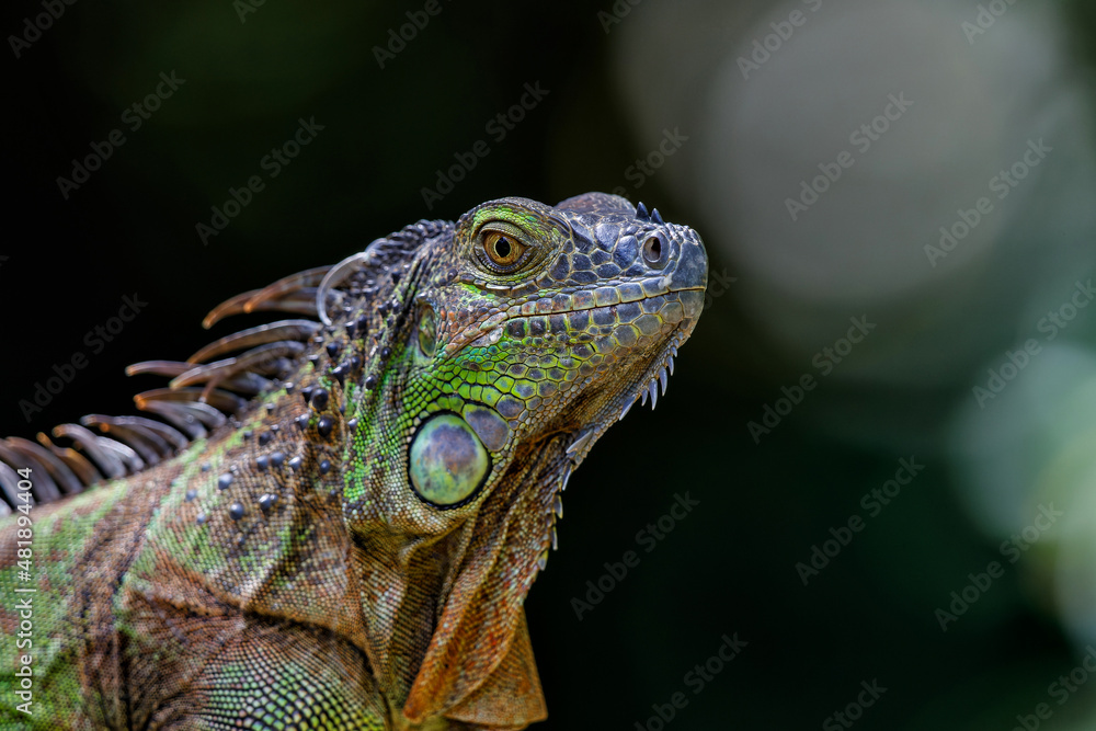 Green Iguana (Iguana iguana) trying to steal food and banana in northwest Costa Rica, Central America.