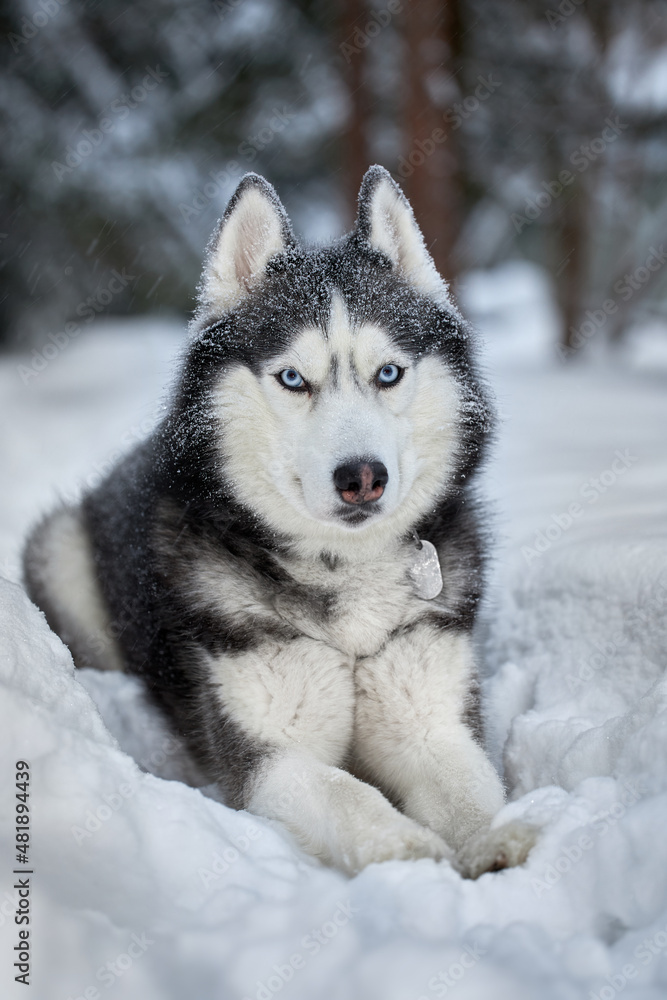 Beautiful portrait Siberian Husky dog in winter forest