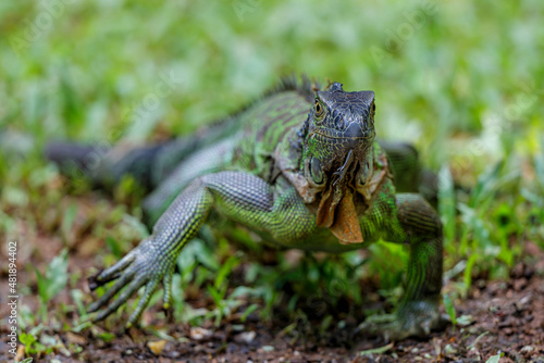 Wallpaper Mural Green Iguana (Iguana iguana) trying to steal food and banana in northwest Costa Rica, Central America. Torontodigital.ca