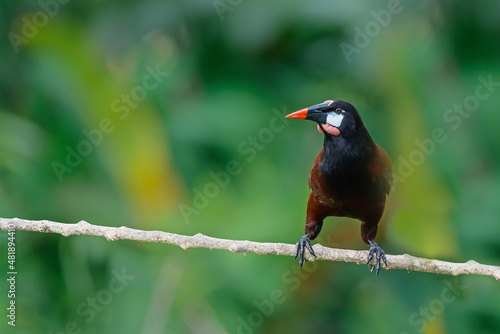 Montezuma Oropendola (Psarocolius montezuma) sitting in the rainforest in the northwest of Costa Rica © henk bogaard