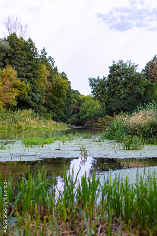 Fototapeta premium beautiful river bank in the forest in summer