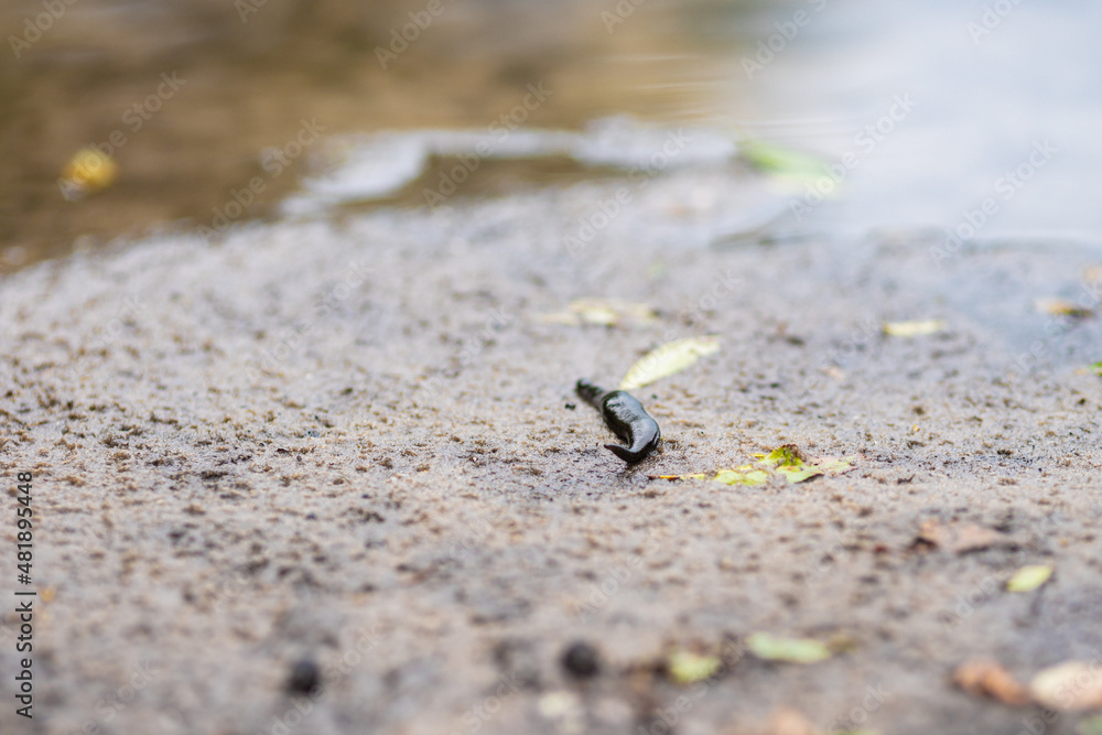 black leech on the river bank black leech on the river bank