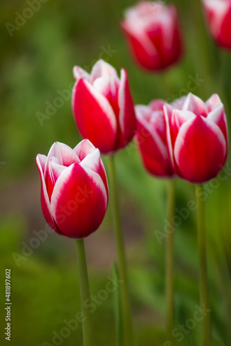 Bright red tulip on a green background with red tulips in a blur