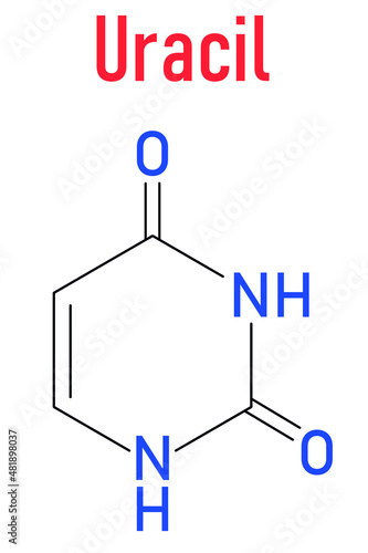Uracil nucleobase molecule. Present in ribonucleic acid. Skeletal formula.