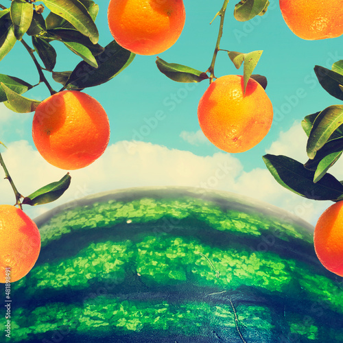 Ripe oranges grow on the branches over the watermelon like over the Earth. Blue sky in the background. Rich Harvest. Agricultural Land of fruits and berries photo