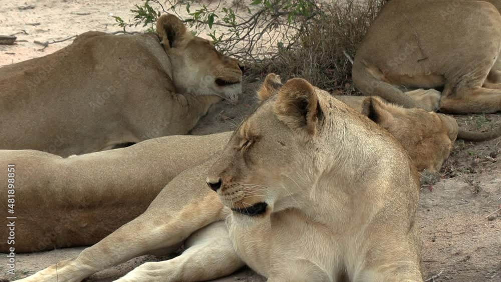 Close-up of lionesses resting on sandy ground by tree, slow zoom out Close-up of lionesses resting on sandy ground by tree, slow zoom out