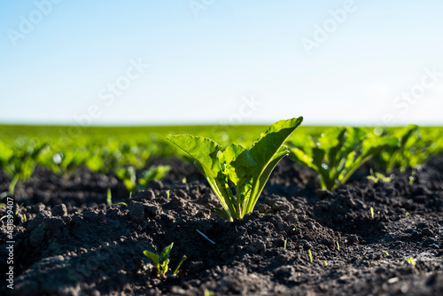 Closeup sugar beet leaves growing on garden bed. Field of beetroot foliage.