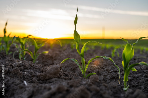 Summer sunset landscape with a field of young green corn in a fertile soil. Agriculture.