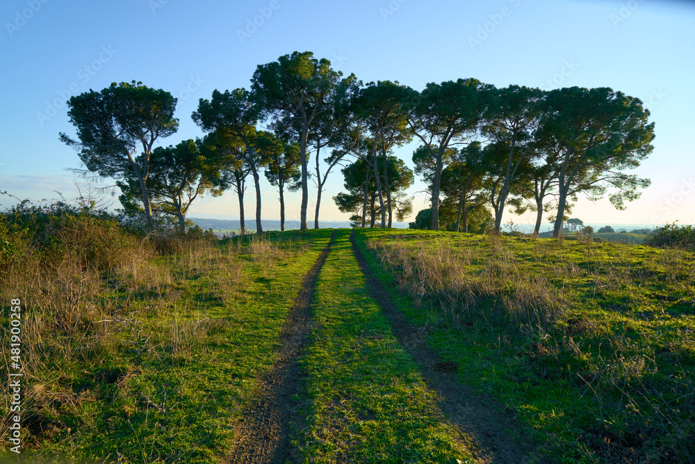 Fototapeta premium Pine trees in the countryside of Rome