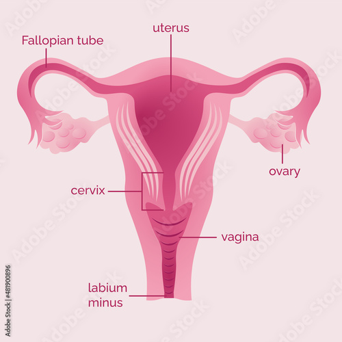 uterus woman illustration in pink with description anatomy