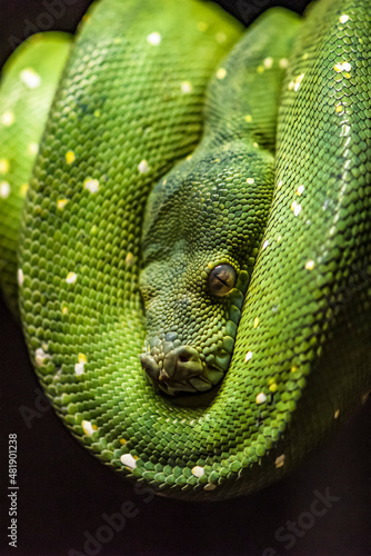 Green python on a branch ,python eye close up