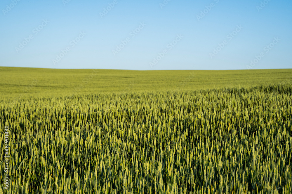 Fresh young ears of young green wheat in spring summer field. Agriculture scene. Agriculture harvest. Countryside background. Agribusiness. Ripening ears of wheat field. Fresh young ears of young green wheat in spring summer field. Agriculture scene. Agriculture harvest. Countryside background. Agribusiness. Ripening ears of wheat field.
