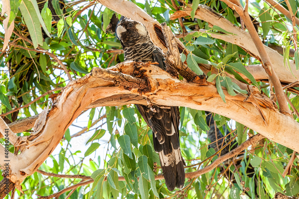 Close up Baudin's Black Cockatoo or Black Long-billed Cockatoo, Calyptorhynchus baudinii, on a thick brown scaly branch of an Eucalyptus tree in natural habitat in South West Western Australia Close up Baudin's Black Cockatoo or Black Long-billed Cockatoo, Calyptorhynchus baudinii, on a thick brown scaly branch of an Eucalyptus tree in natural habitat in South West Western Australia