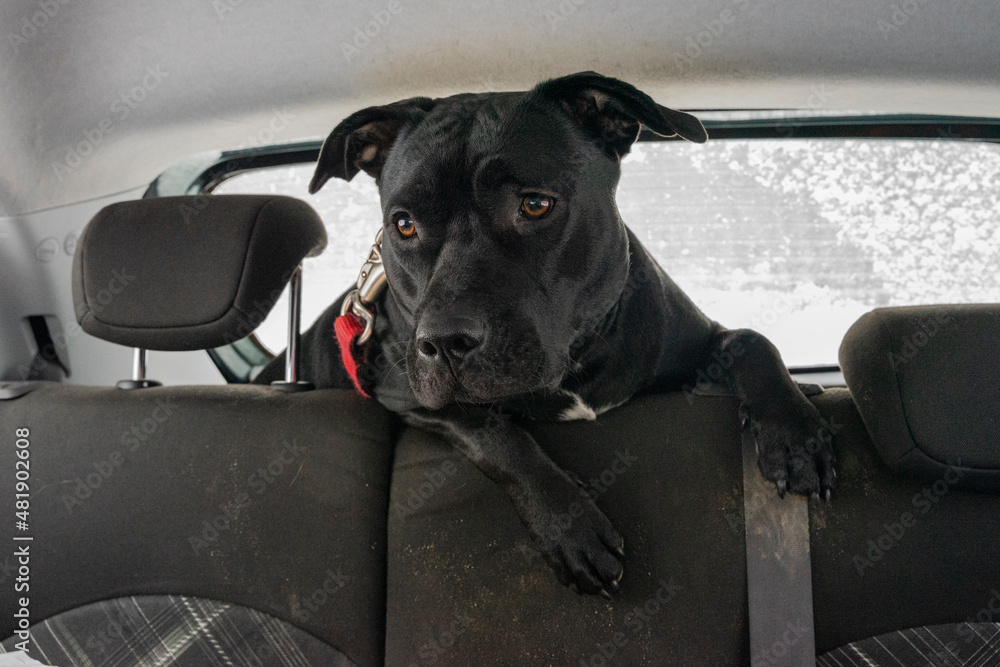 Pies w podróży samochodem, na tylnych siedzeniach. - obrazy, fototapety, plakaty 