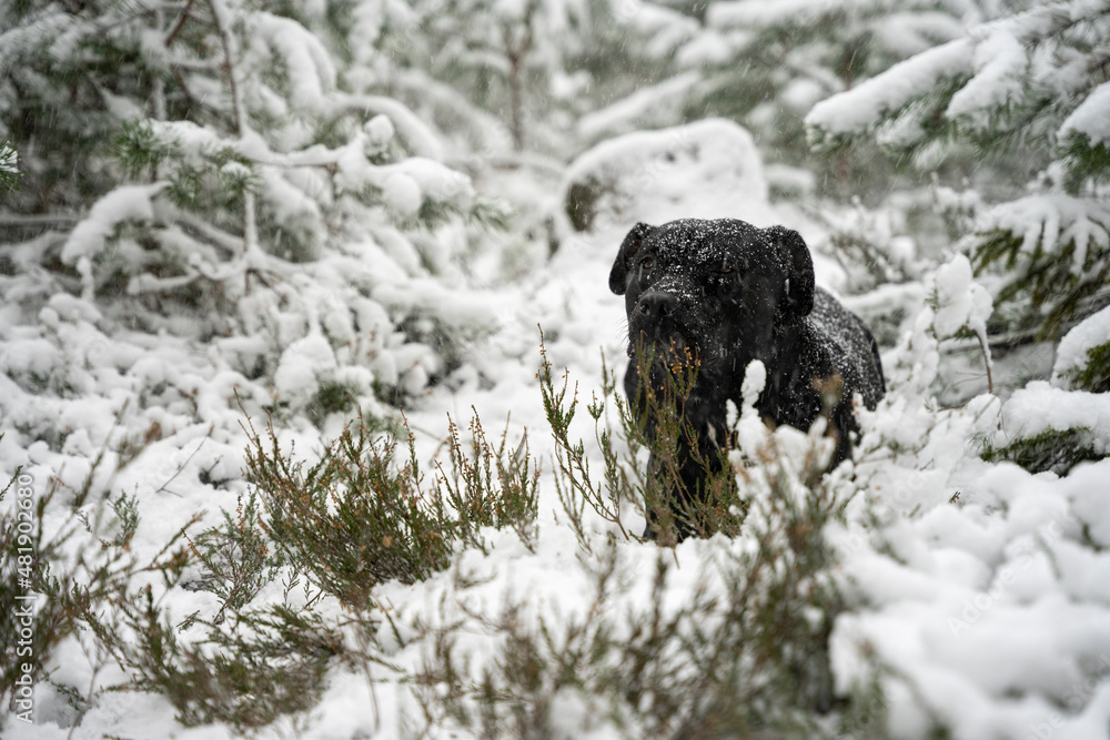Zamieć śnieżna, zmarznięty mokry pies siedzący w środku zimowego lasu, silne opady śniegu.  - obrazy, fototapety, plakaty 