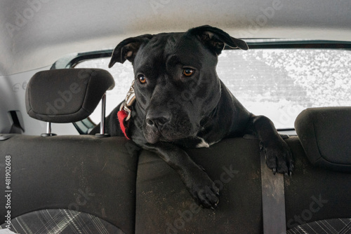 Pies w podróży samochodem, na tylnych siedzeniach.