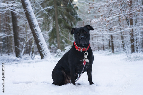 American staffordshire terrier czarny na spacerze w lesie zimą. 