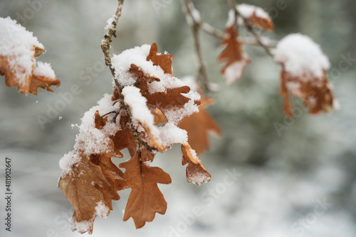 Liście pokryte grubą warstwą śniegu, las zimą.