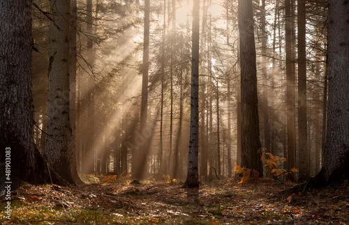 Panel kuchenny z motywem morning in the forest