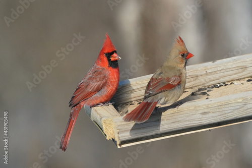 Canvastavla Cardinals in winter trying to stay alive at birdfeeder on winter day