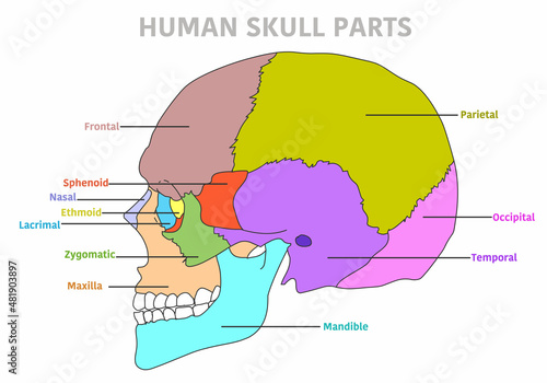 Human skull bones anatomy.  Cranial colored parts structure. Outline sutures. Zygomatic, nasal, maxilla, temporal, lacrimal mandible, frontal, parietal occipital. Brain protection. Vector illustration photo