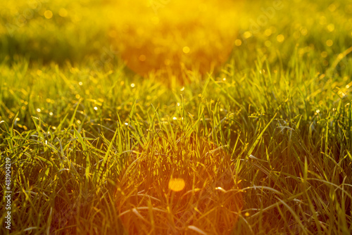 young grass on sunset
