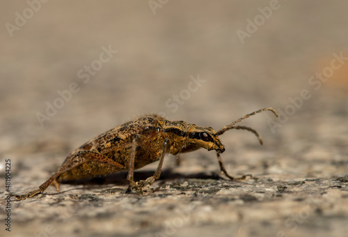weevil