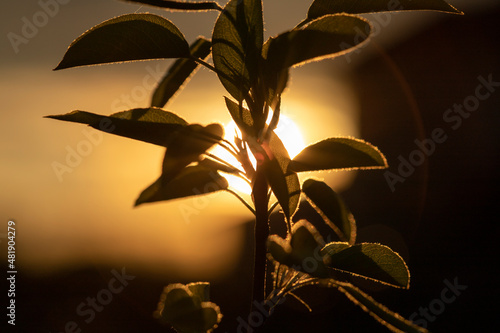 the branch of the tree on sunset